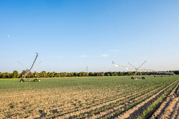 Eine Knoblauchplantage Der Nähe Von Segovia Mit Dicken Gräsern Und — Stockfoto