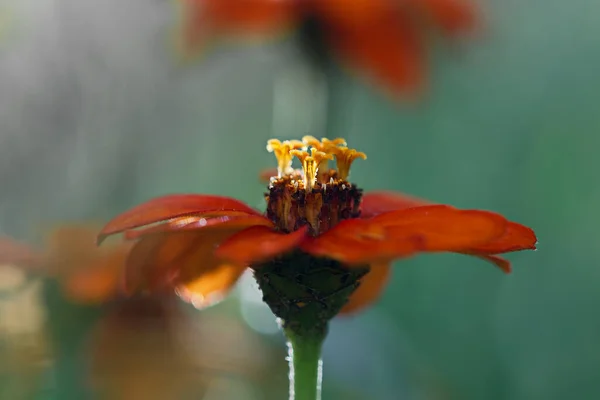 Açık Havada Güzel Bir Peru Zinnia Çiçeğinin Makro Çekimi — Stok fotoğraf