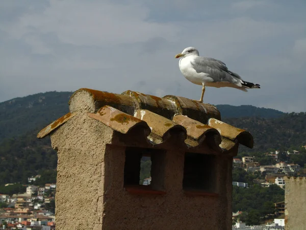 Tossa Mar Spain Aug 2013 Seagull Resting Top Terracotta Clay — Stock Photo, Image