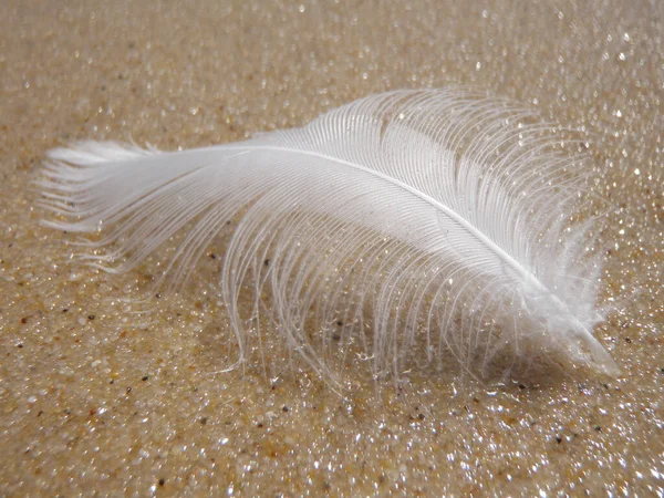 Closeup Beautiful Delicate Feather Placed Carefully Shiny Colorful Surfa — Stock Photo, Image