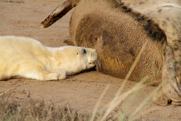 Mother Fur Seal Feeding Its Baby Taking Rest Laying Sand — Stock Photo, Image