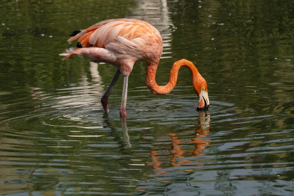 Крупный План Розового Фламинго Озере Пьющего Воду — стоковое фото