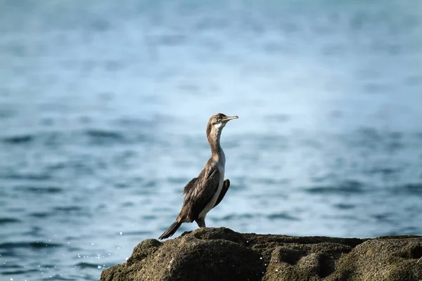 Een Aalscholver Een Rots Met Zee Achtergrond — Stockfoto