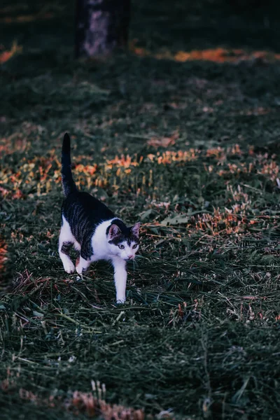 Közelkép Egy Imádnivaló Csíkos Macskáról Aki Füves Mezőn Sétál — Stock Fotó