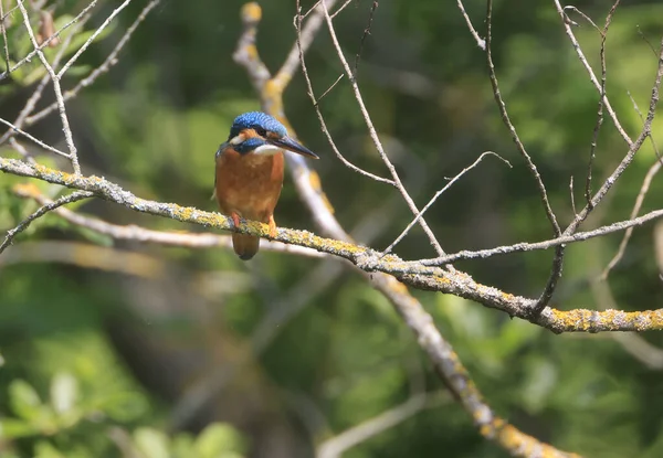 Martin Pescatore Comune Alcedo Atthis Nella Canna Heilbronn Germania — Foto Stock