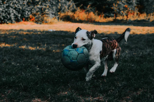 Adorabile Pitbull Domestico Bianco Che Gioca Con Sua Palla Sul — Foto Stock