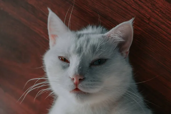 Una Vista Superior Gato Blanco Doméstico Esponjoso Con Ojos Marrones — Foto de Stock