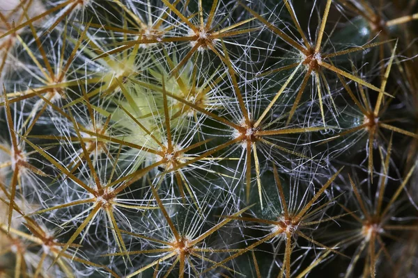 Ένα Κοντινό Πλάνο Ενός Φυτού Mammillaria Bolii — Φωτογραφία Αρχείου