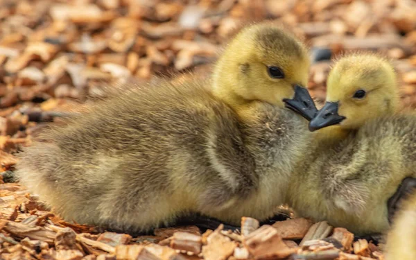 Bir Çift Şirin Bebek Kazın Yakın Plan Çekimi — Stok fotoğraf