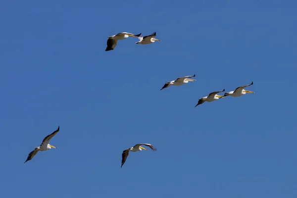 Зграя Літаючих Пеліканів — стокове фото