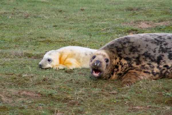 Une Famille Otaries Fourrure Reposant Sur Herbe — Photo