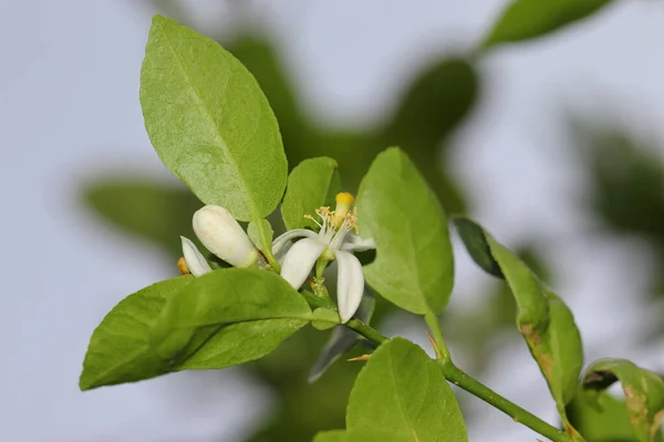 Ένα Κοντινό Πλάνο Λευκά Άνθη Λεμονιού Στον Ανοιξιάτικο Κήπο — Φωτογραφία Αρχείου