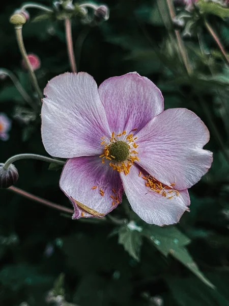 Крупним Планом Квітка Квітки Фіолетового Анемона Розмитому Фоні — стокове фото