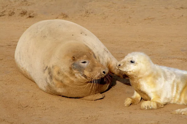 Family Fur Seals Taking Rest Laying Ground Dirt — Stock Photo, Image