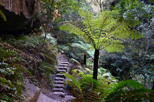 Een Pad Grand Canyon Walk Bij Blackheath Blue Mountains — Stockfoto