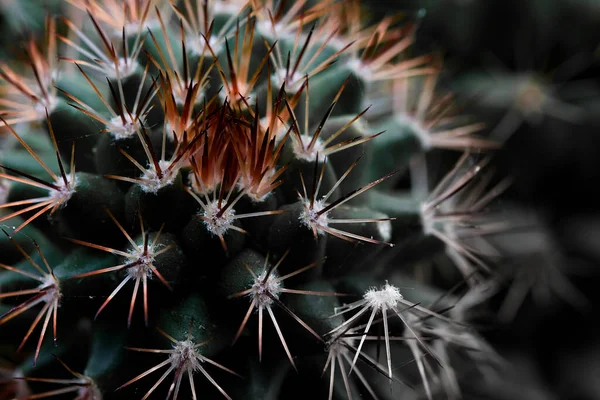 Una Macro Toma Los Detalles Una Planta Cactus Mammillaria Frente —  Fotos de Stock