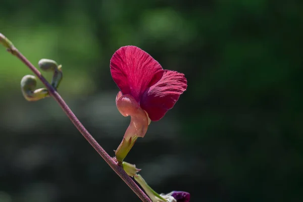 Selective Focus Macroptilium Flower — Stock Photo, Image