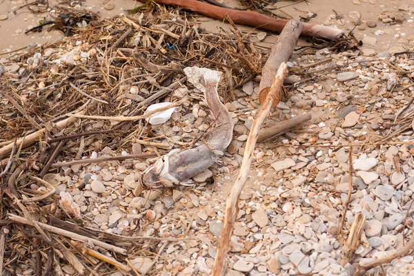 イスラエルの地中海のフィリピンビーチ ペットボトル ベビーカー 死んだ魚 環境災害 — ストック写真