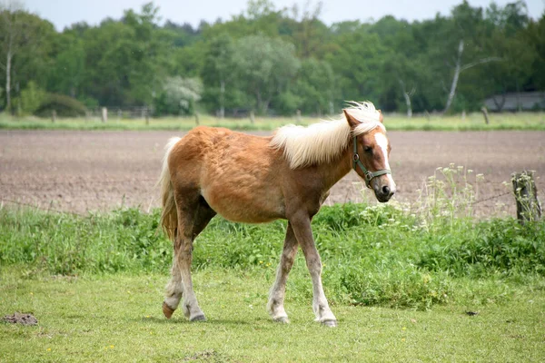 Ein Braunes Pferd Sommer Auf Dem Feld — Stockfoto