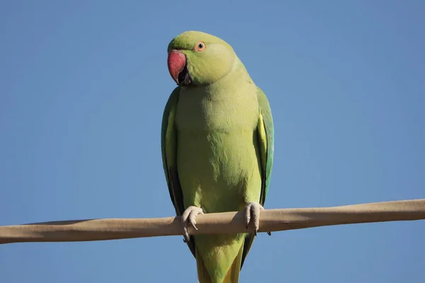 Rose Ringed Parakeet Perched Branch Isolated Blue Background — Stock Photo, Image