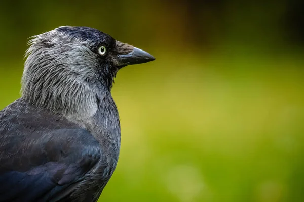 Closeup Western Jackdaw Coloeus Monedula — Stock Photo, Image