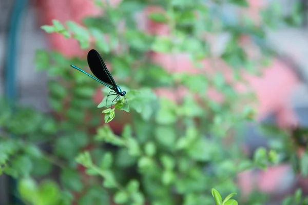 Closeup Shot Dragonfly Green Tree Leaves — Stock Photo, Image
