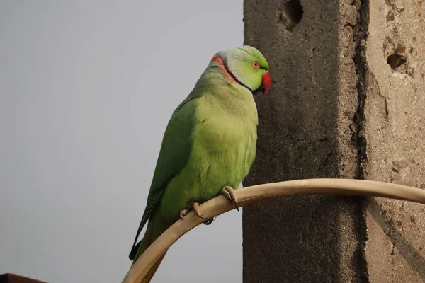 Rose Ringed Parakeet Perched Wire Next Concrete Pipe — Stock Photo, Image