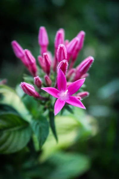 Selektiv Fokus Skott Rosa Kluster Blommor Som Växer Trädgården — Stockfoto