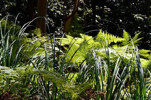 Paprocie Południowym Lawson Waterfall Circuit Walk Blue Mountains Australii — Zdjęcie stockowe