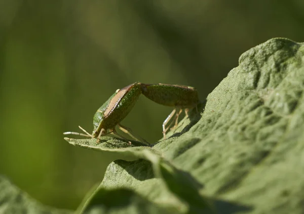 Primer Plano Una Mantis Europea Una Planta — Foto de Stock