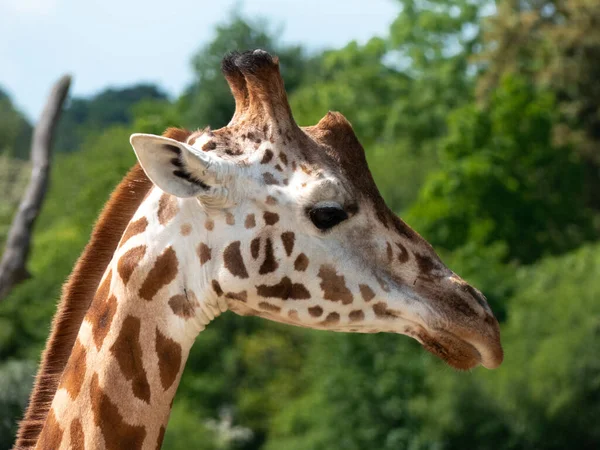 Cabeça Girafa Comendo Folhas Olhando Para Câmera — Fotografia de Stock