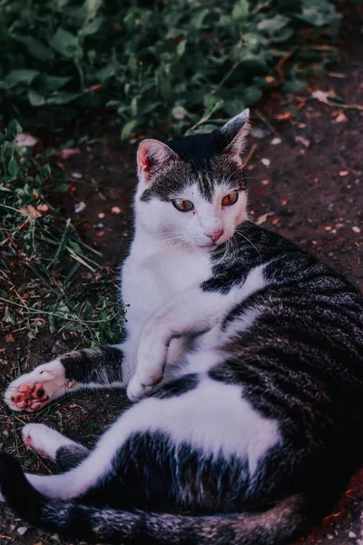 Eine Nahaufnahme Einer Entzückenden Streunenden Katze Die Auf Dem Boden — Stockfoto