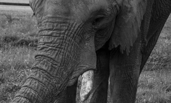 Egy Szürkeárnyalatú Felvétel Egy Elefántról Természetes Élőhelyén — Stock Fotó