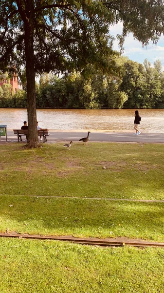 Bir Parkın Dikey Görüntüsü Ördek Yavrularıyla Oynayan Çocuklar — Stok fotoğraf