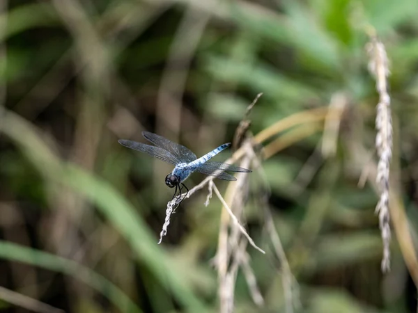 Close Kofuki Dragonfly Empoleirado Galho Fundo Embaçado — Fotografia de Stock