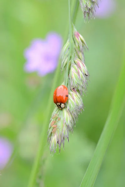 Ladybug Τρώει Άφοβα Των Αφίδων Ένα Πράσινο Γρασίδι Έντομα Της — Φωτογραφία Αρχείου