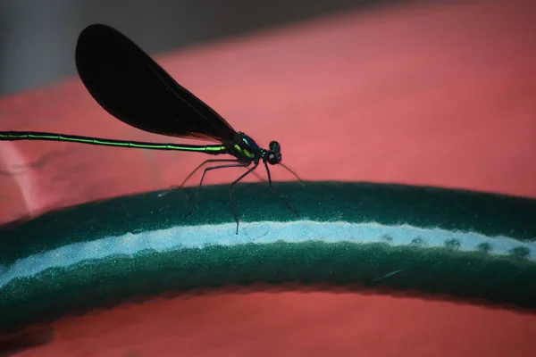 Tiro Perto Uma Libélula Mangueira Verde Sobre Fundo Vermelho — Fotografia de Stock