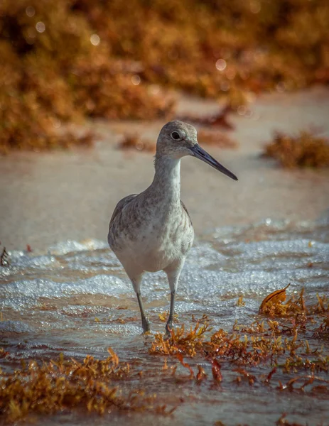 Sebuah Gambar Vertikal Dari Plover Berjalan Panjang Dan Mencari Makanan — Stok Foto