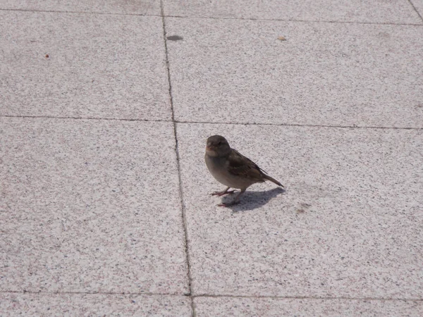 晴れた日に歩道に立っている小さな茶色の鳥の閉鎖 — ストック写真