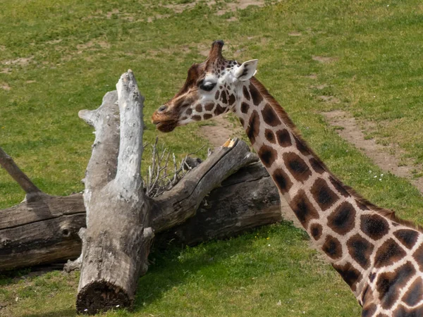 Tête Girafe Mangeant Des Feuilles Regardant Dans Caméra — Photo