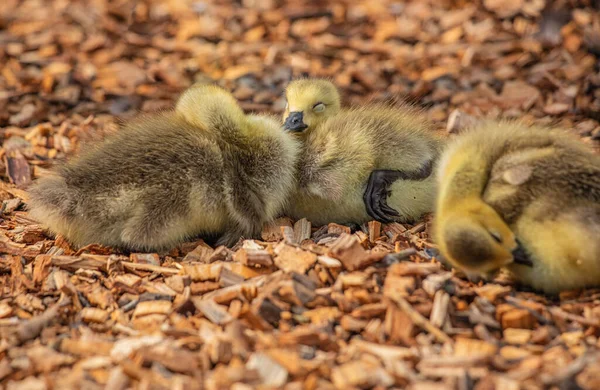 Grupp Söta Bebisgäss Som Sover Utomhus — Stockfoto