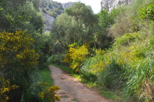 穿越西班牙Menorca岛上偏远绿地的小径 — 图库照片