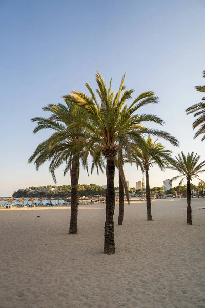 Beautiful Sandy Beach Palm Trees — Stock Photo, Image