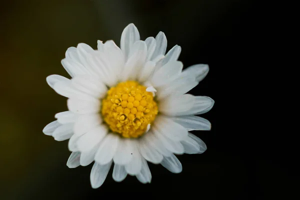 Μια Μακρο Φωτογραφία Από Όμορφο Λουλούδι Χαμομηλιού Εξωτερικούς Χώρους — Φωτογραφία Αρχείου
