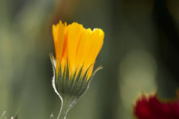 Makro Záběr Žlutého Kalendáře Květiny Venku — Stock fotografie