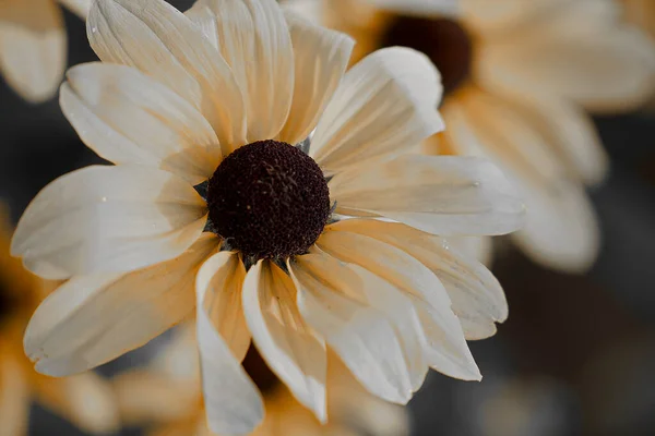 Una Macro Toma Girasol Perenne Aire Libre —  Fotos de Stock