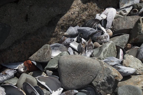 海滩上不同岩石的特写镜头 — 图库照片