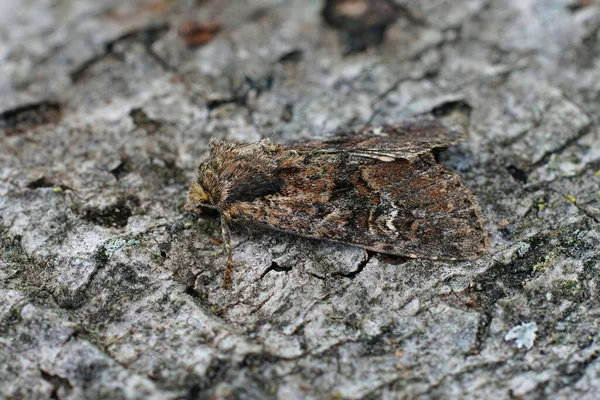 Closeup Shot Small Clouded Brindle Moth Apamea Unanimis Tree Trunk — Φωτογραφία Αρχείου