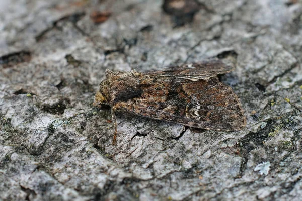 Primer Plano Una Pequeña Polilla Brindle Nublada Apamea Unanimis Tronco — Foto de Stock