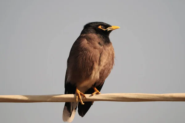 Bir Dala Tünemiş Sıradan Bir Myna Kuşunun Yakın Çekim Görüntüsü — Stok fotoğraf